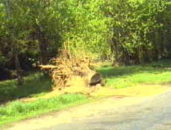 בומבאלער וואלד