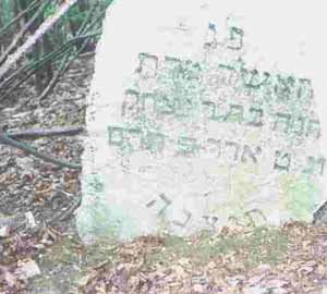 Gravestones in the overgrown Vishnive Jewish cemetery
